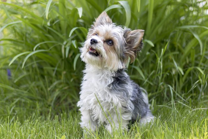 Biewer Terrier