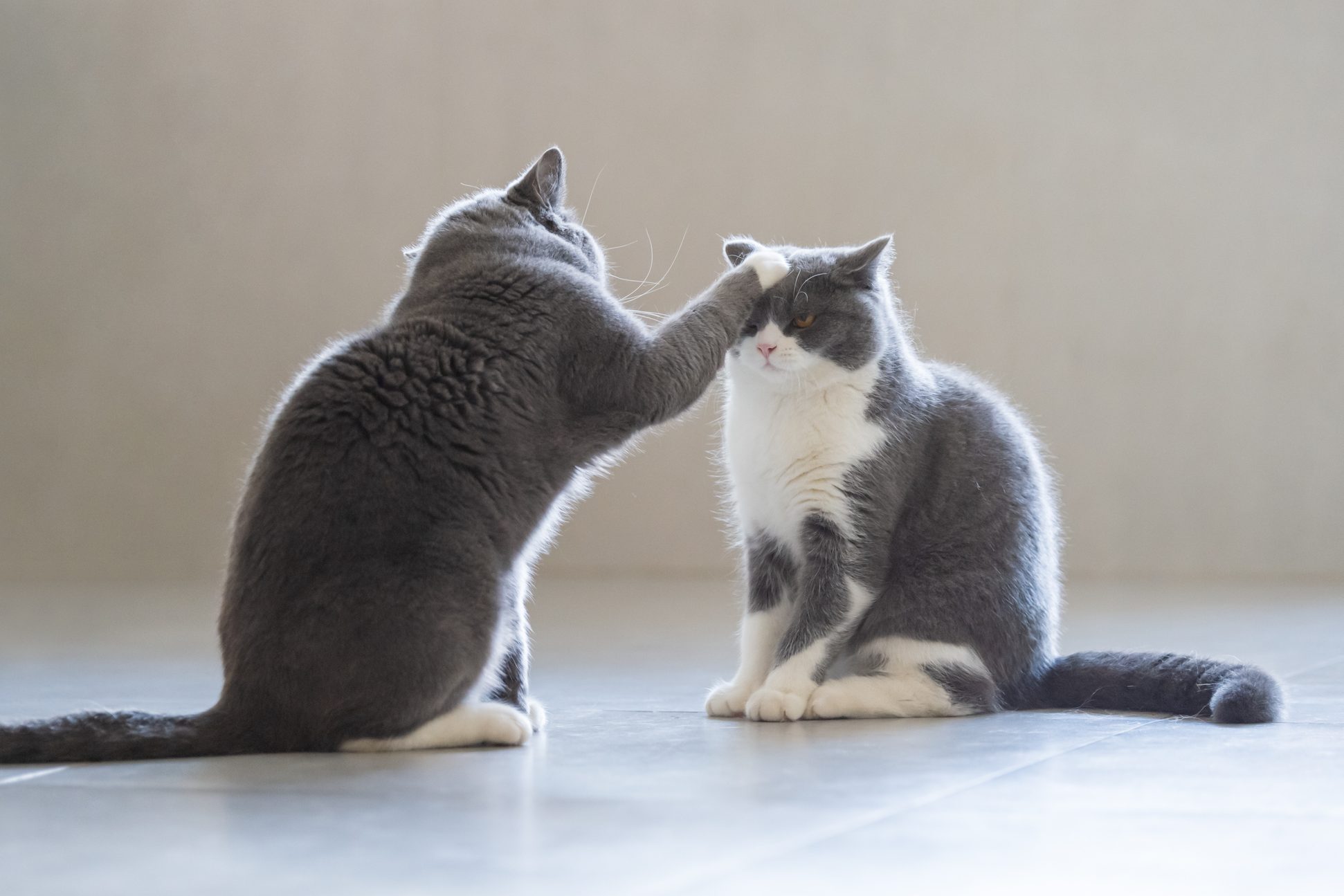 How to Stop Your Cat from Bullying Another Cat