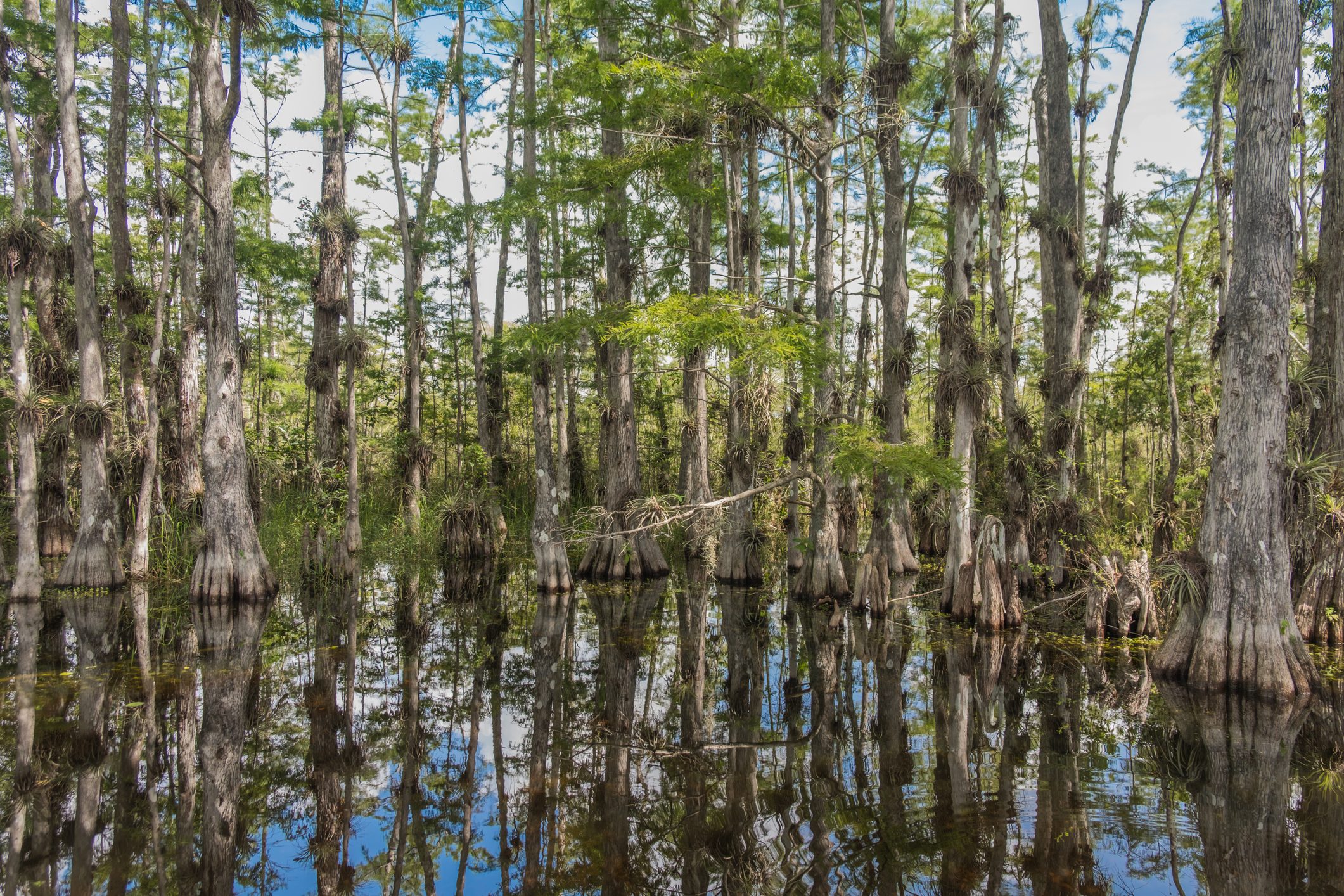Cypress trees rise from reflective water in a dense swamp, surrounded by lush greenery and bright blue sky.