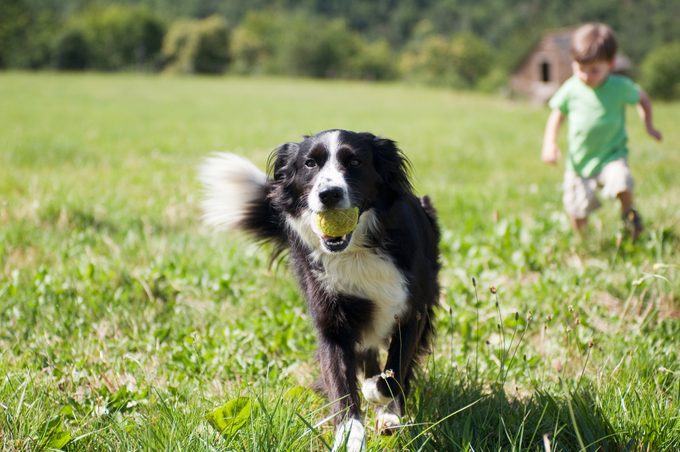 Dog and boy running in field
