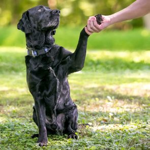 Dog extends paw to a person's hand in a sunny, grassy park.