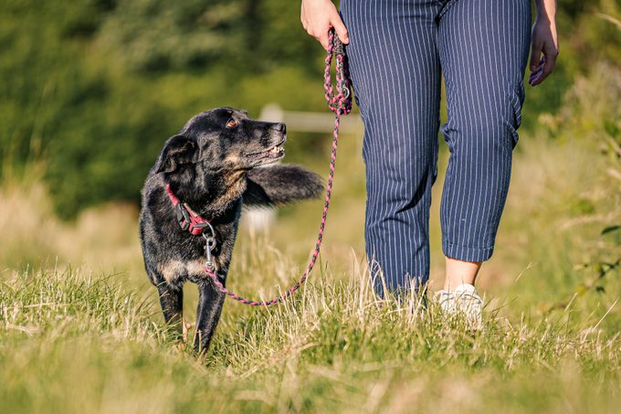 Young woman leads pet dog on walk