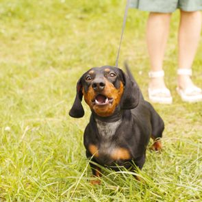 Dachshund on a leash is standing and barking, with a person wearing sandals nearby on grass.