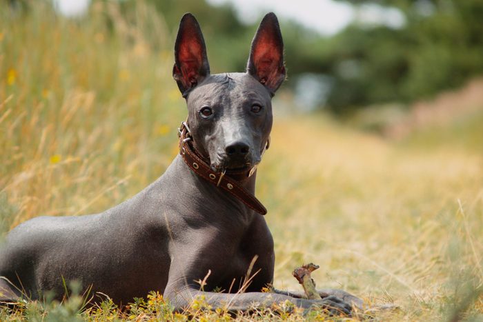 Mexican hairless, xoloitzcuintle. Beautiful adult dog outdoors. Rare dog breed, Xolo. Standard size. Sunny day.