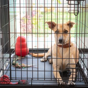 Dog lying in a metal crate, surrounded by colorful toys, in a bright room with outdoor view.