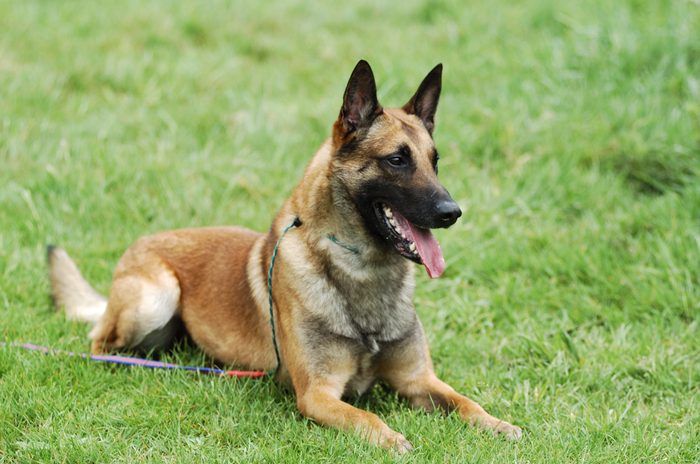 Malinois