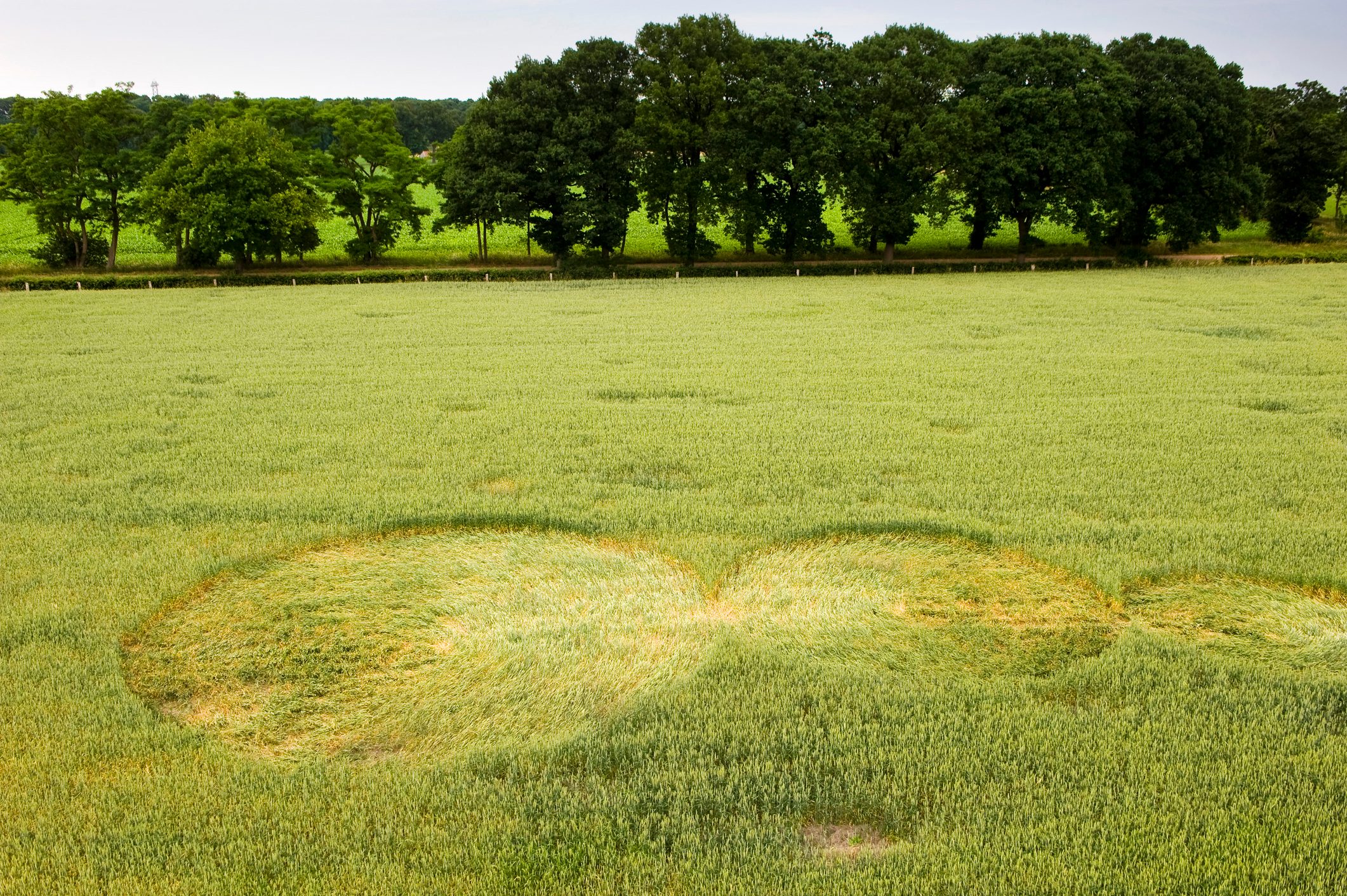 Crop circle imprints lie flattened in a large green wheat field, bordered by a row of lush trees.