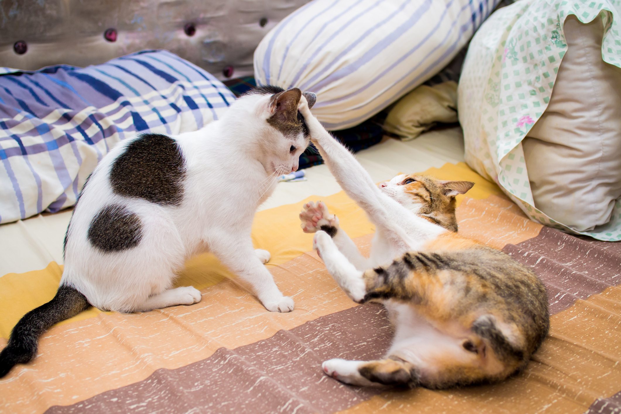 Two Cat Fighting on Bed