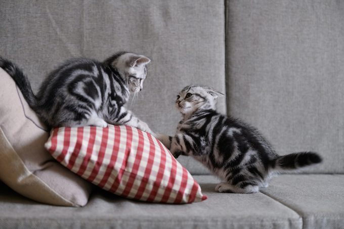 Two cute American cat kittens