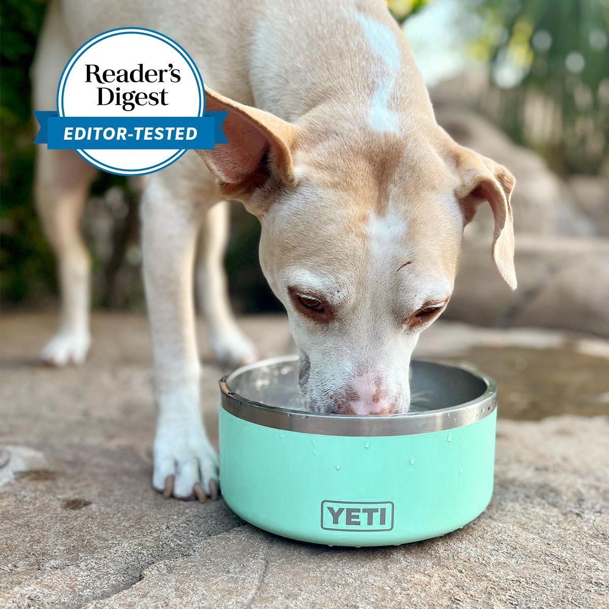 Dog drinks from a turquoise YETI bowl on a stone surface, outdoors. Reader's Digest "Editor-Tested" badge visible.