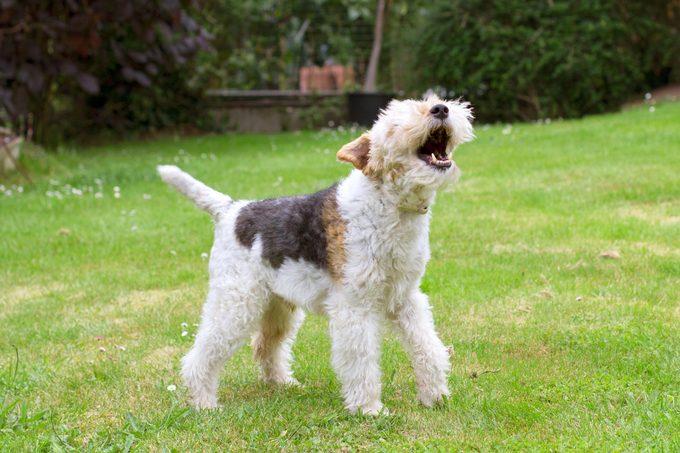 dog barking in a backyard