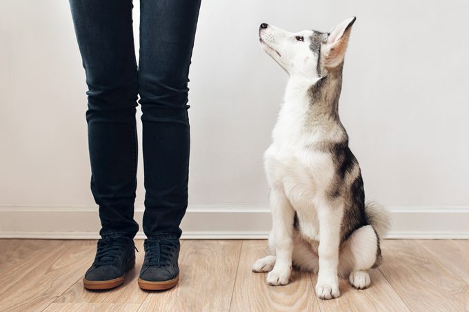 Smart husky Puppy Looking up at Owner, ready to work on some training