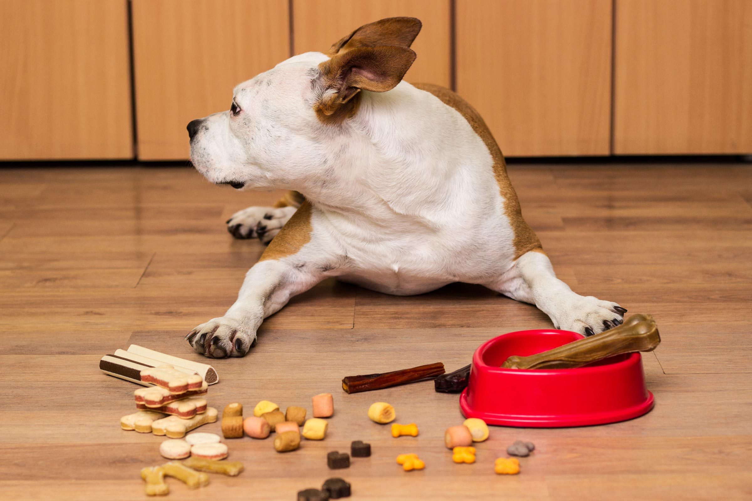dog on the floor with treats and food, looking away