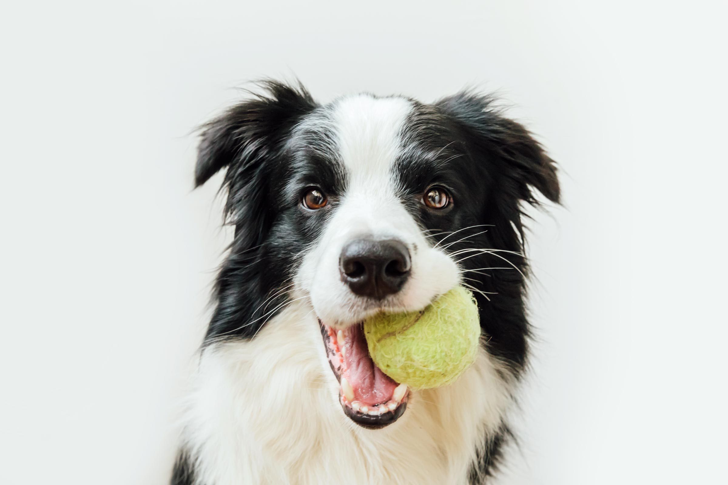 How to Teach a Dog to Fetch—and Actually Bring Back the Ball