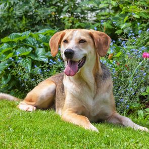 A dog lies on green grass, tongue out, surrounded by colorful flowers in a lush garden.