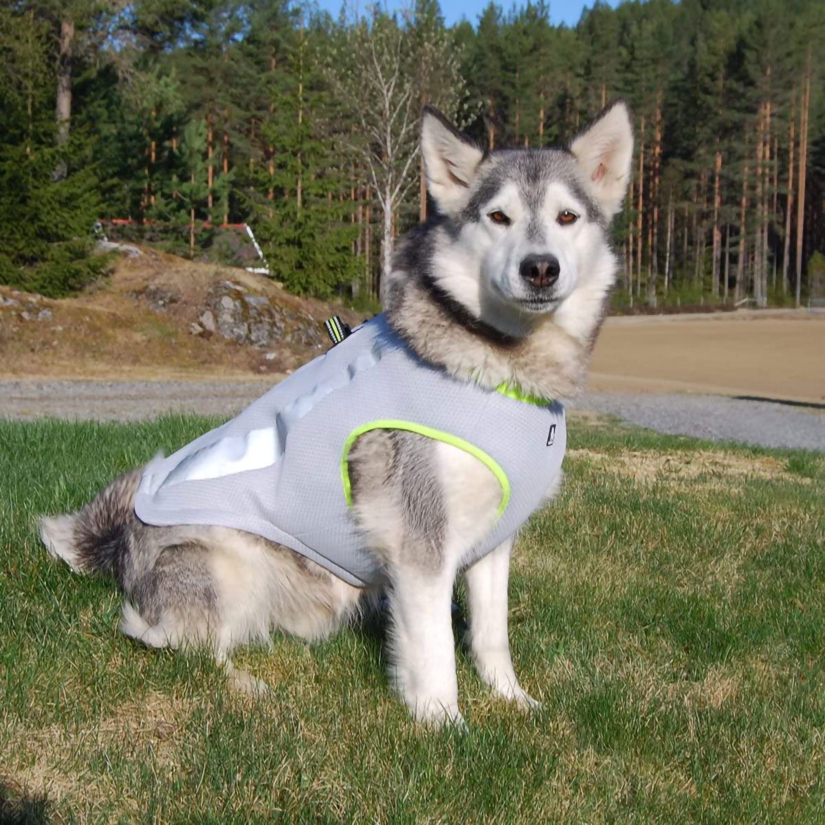 A husky wearing a light vest sits on green grass with a forest in the background.
