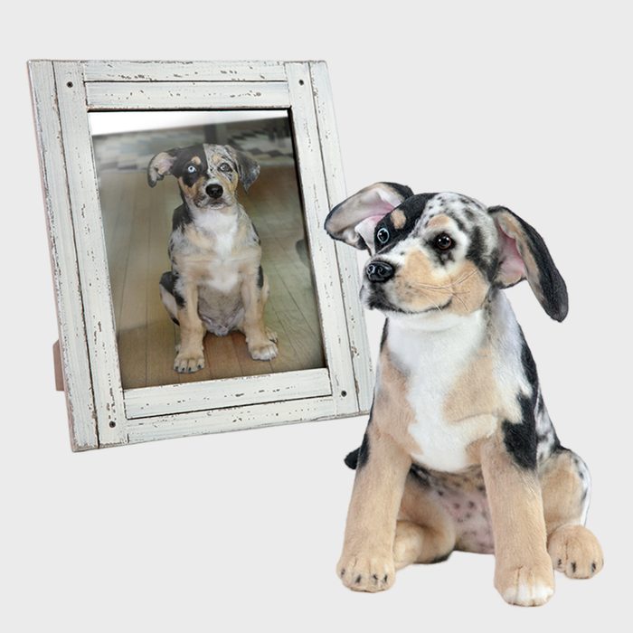 Stuffed dog sits next to a framed photo of a real dog, placed against a neutral background.