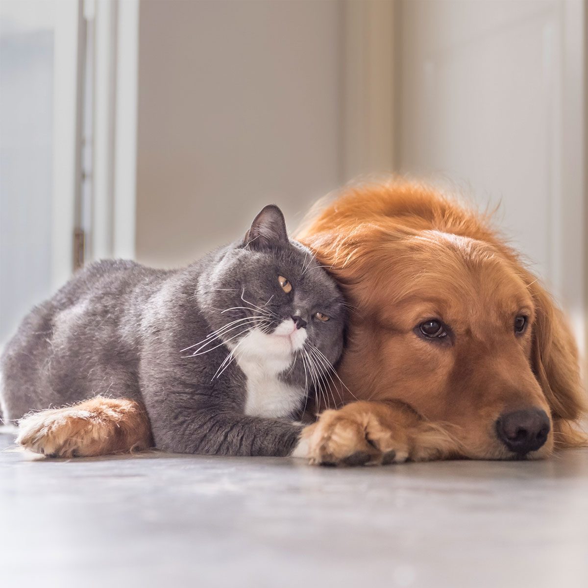 Do Dogs Really Hate Cats? Here’s What the Experts Say