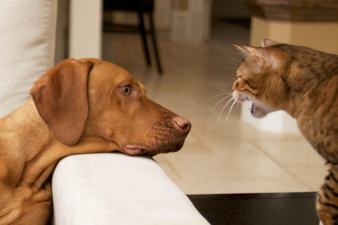 cat screaming at dog in the living space