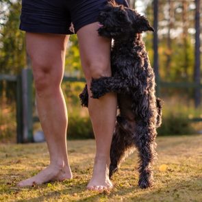 Dog clings to human's leg, standing on a grassy field with trees blurred in the background.