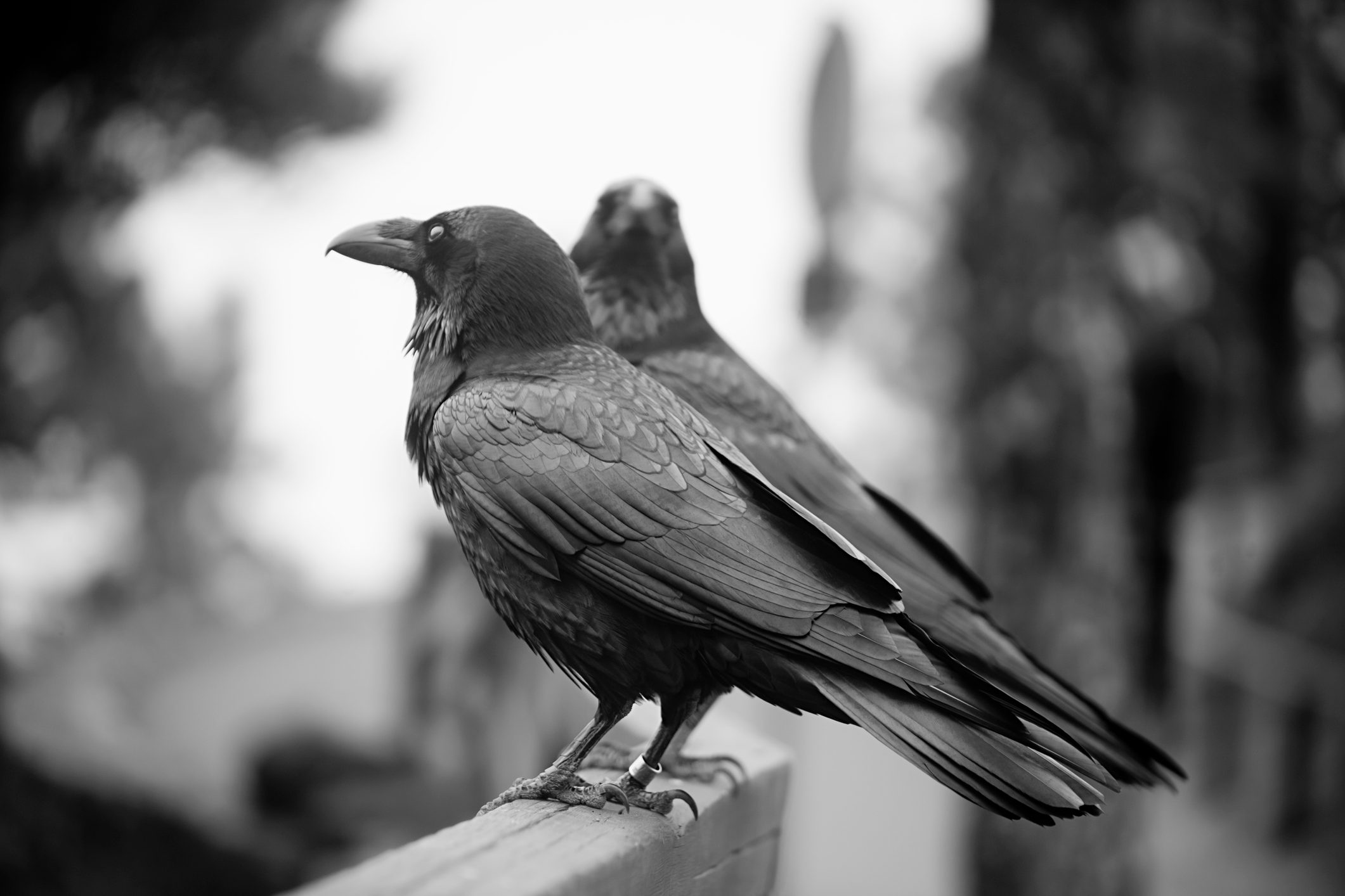 Two crows perch on a wooden railing, with blurred trees in the background, creating a serene black-and-white scene.