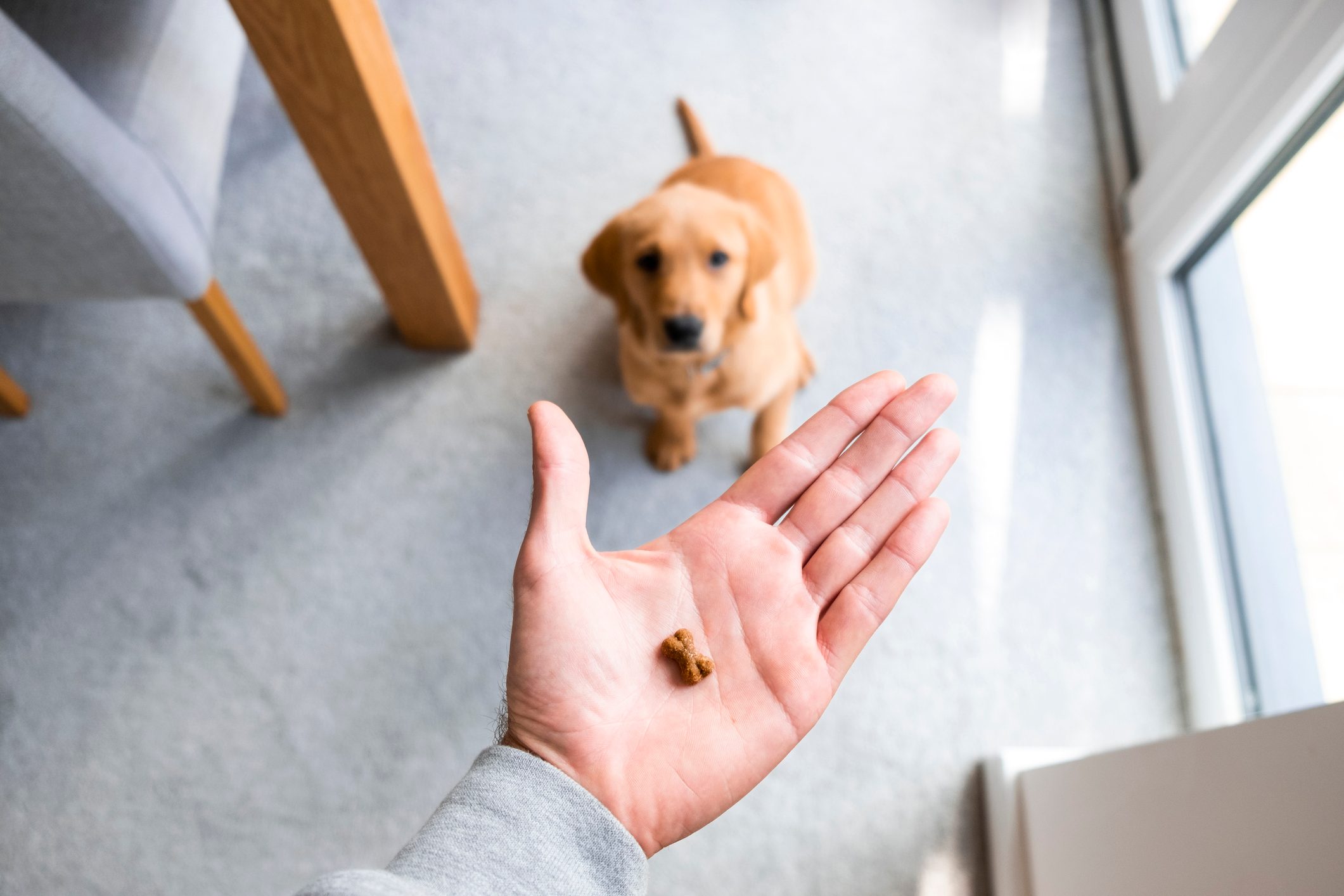 A hand holds a small treat, offering it to a sitting puppy indoors.