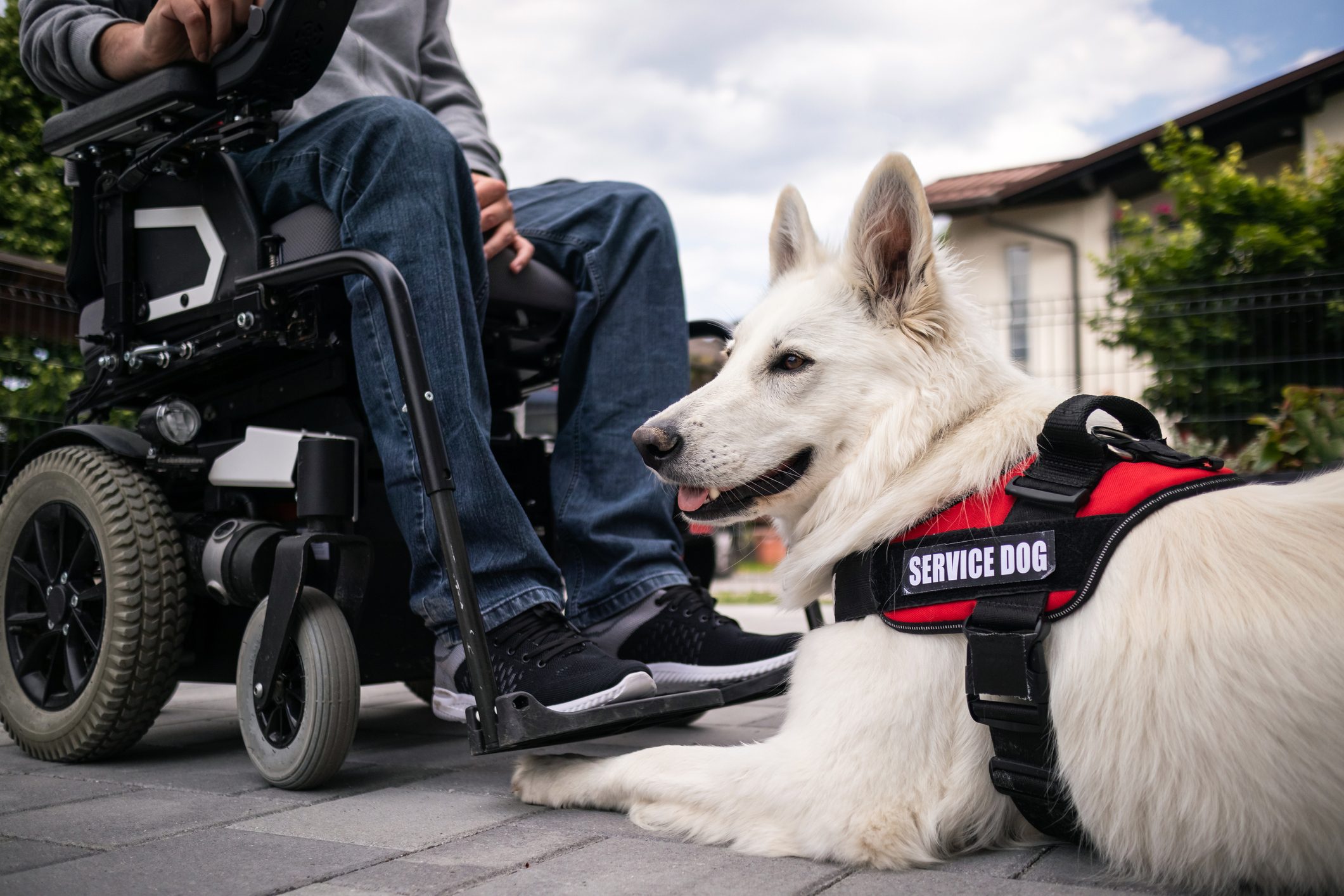 Man with disability and service dog
