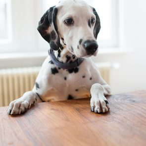 Dalmatian rests paws on wooden table, sitting in a bright room with white walls and a window behind, appearing attentive.