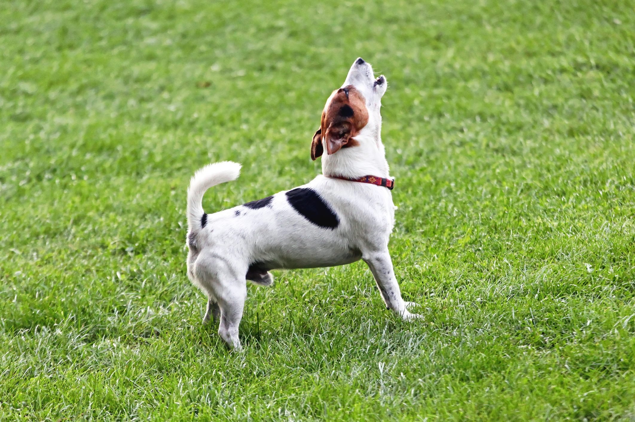 Jack Russell Terrier