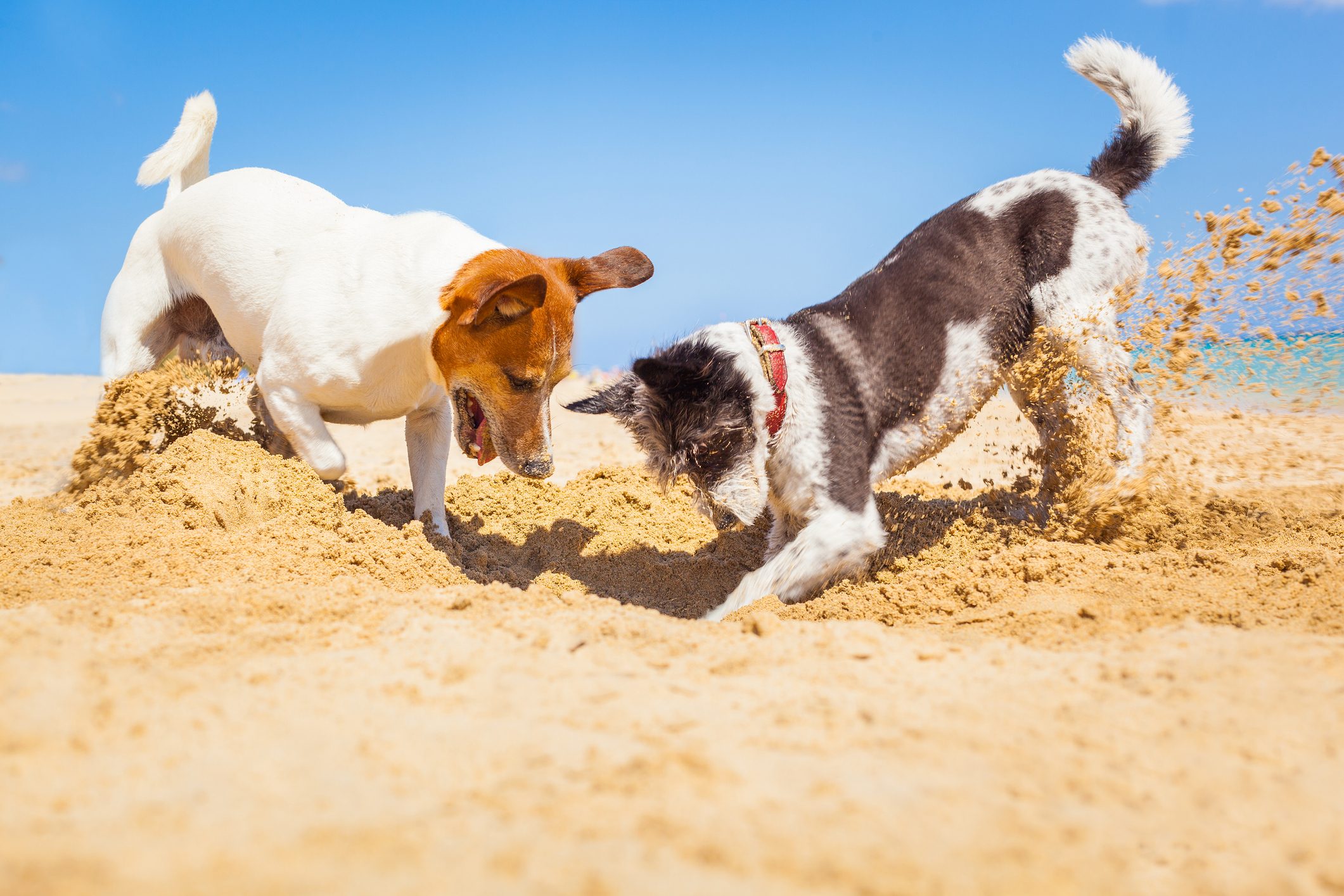 Why Do Dogs Dig—and How Can You Stop It?