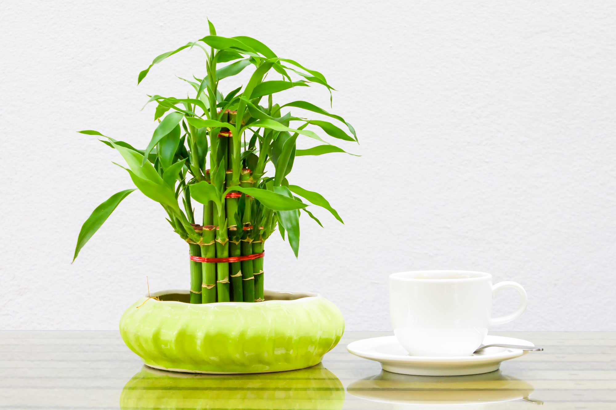 A bamboo plant sits in a pot next to a white coffee cup on a saucer, placed on a reflective surface.