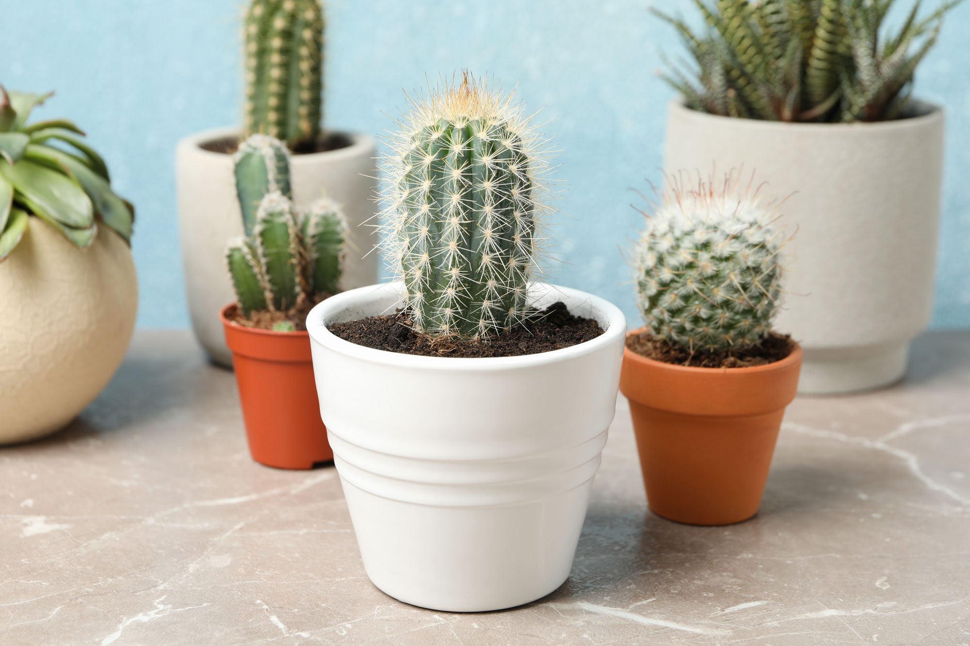 A cactus sits in a white pot, surrounded by other potted succulents on a marble surface with a blue background.