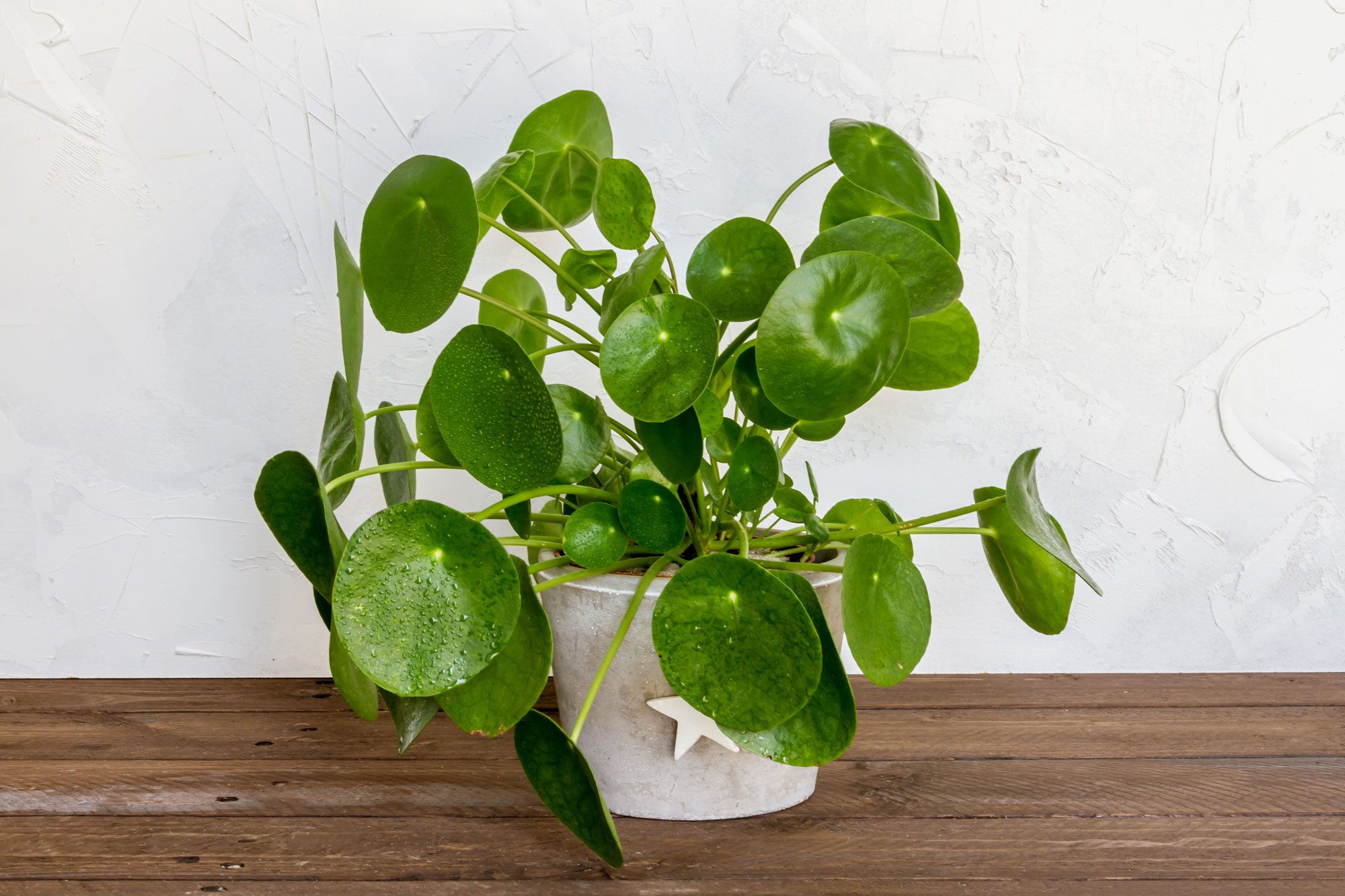 A green plant with round leaves sits in a white pot on a wooden surface against a textured white background.