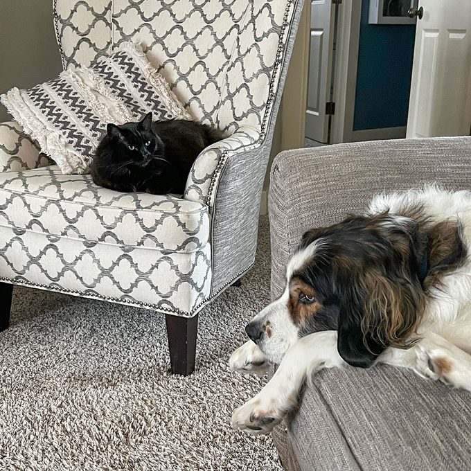 Cat and dog lying around in the living room