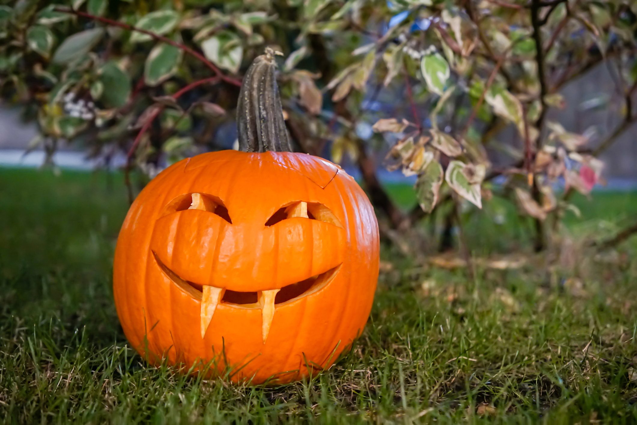 Portrait of a girl in a witch costume with a terribly painted face and a pumpkin in her hands