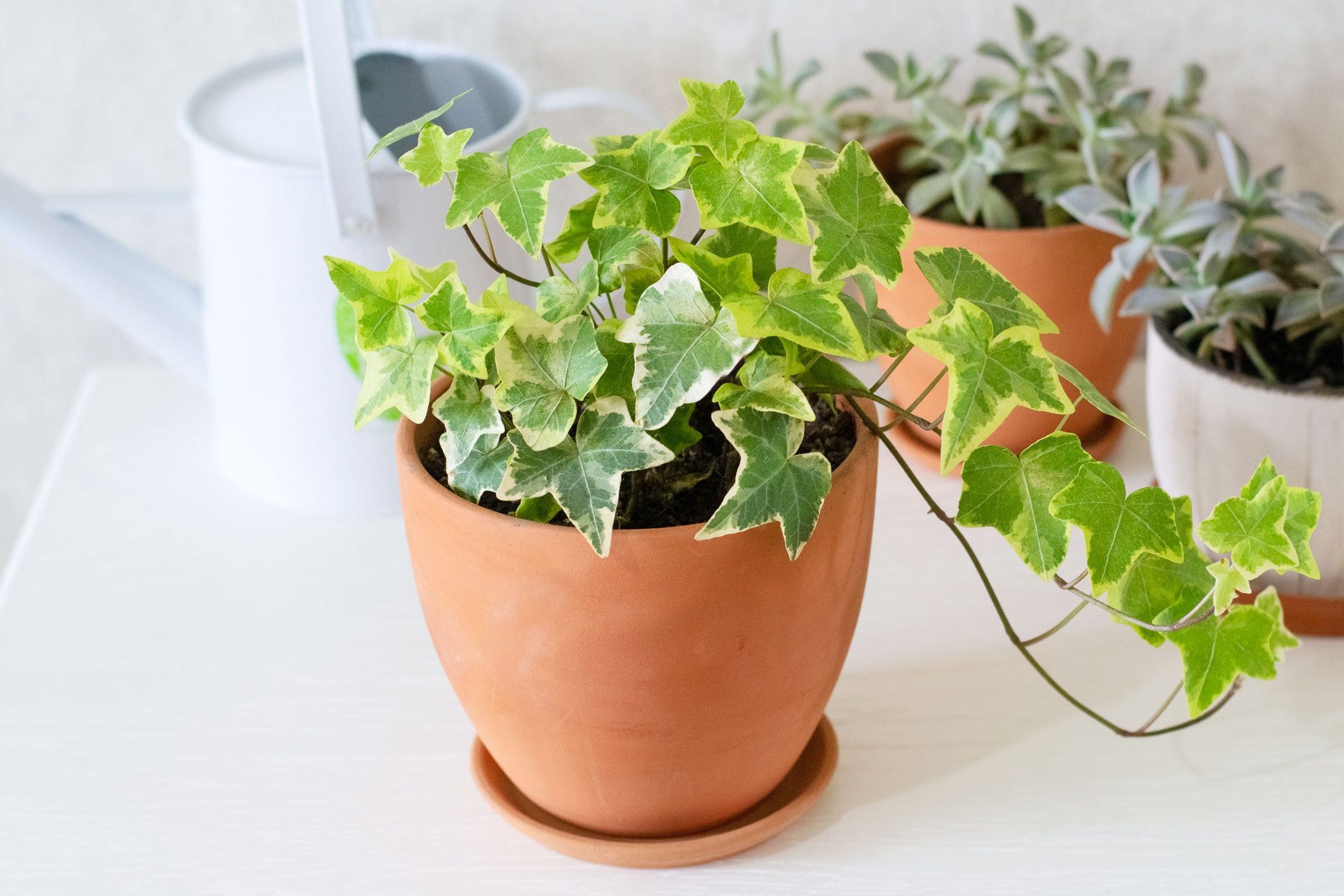 Potted ivy plant extends leaves in a terracotta pot; placed on a white surface with other potted plants and a white watering can nearby.