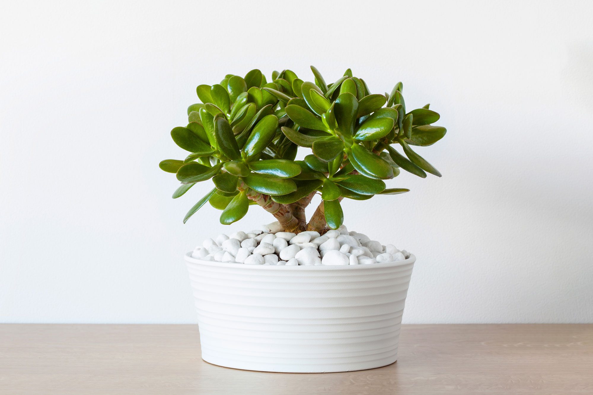 A jade plant sits in a white pot filled with white pebbles on a wooden surface, against a plain white background.