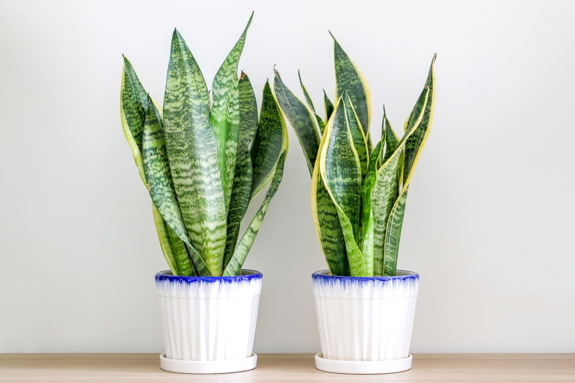 Two snake plants in white pots sit on a wooden surface against a plain background.