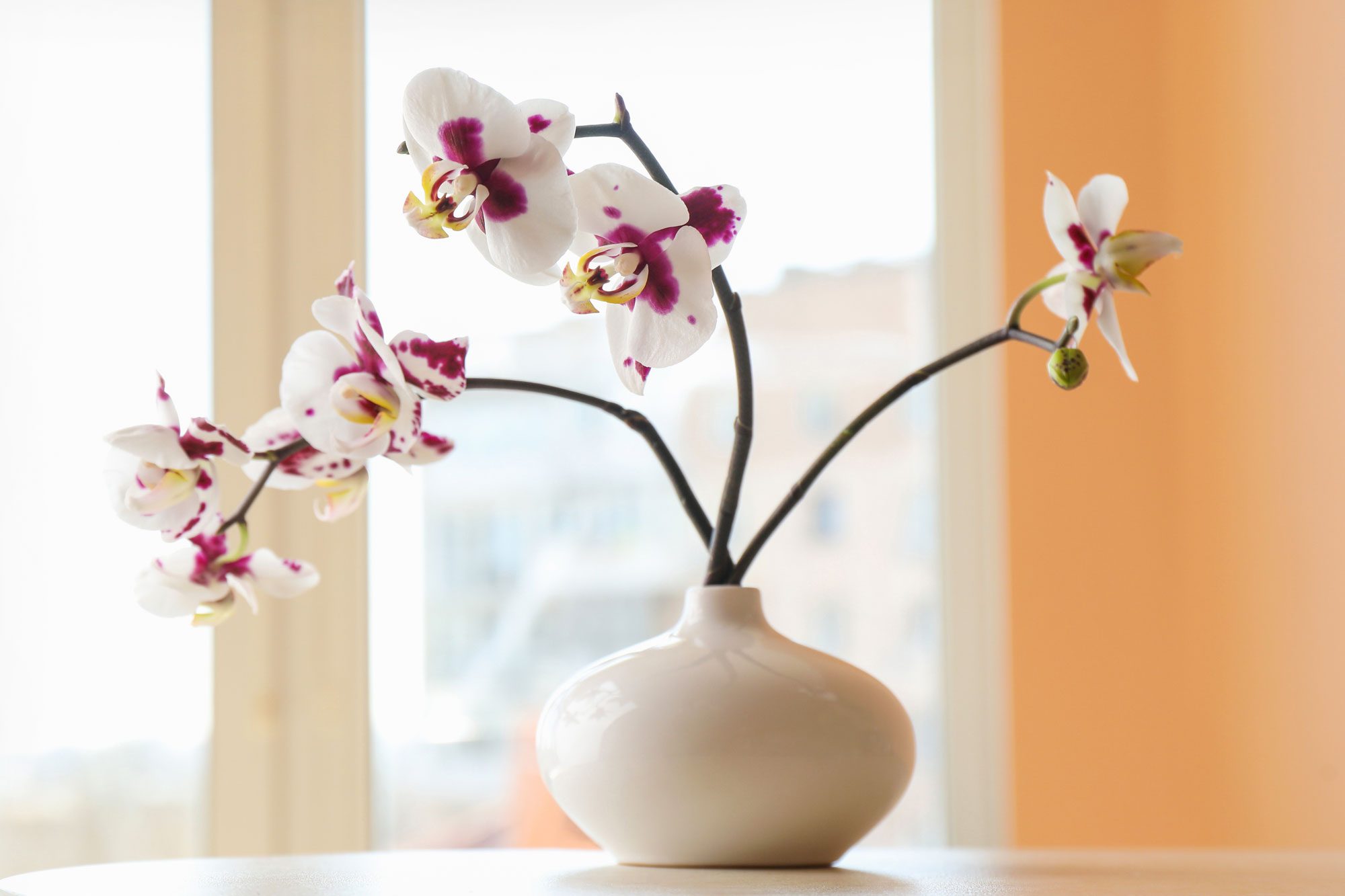 Orchid blooms gracefully curve from a white vase, set in a bright room with orange walls and large windows letting in natural light.
