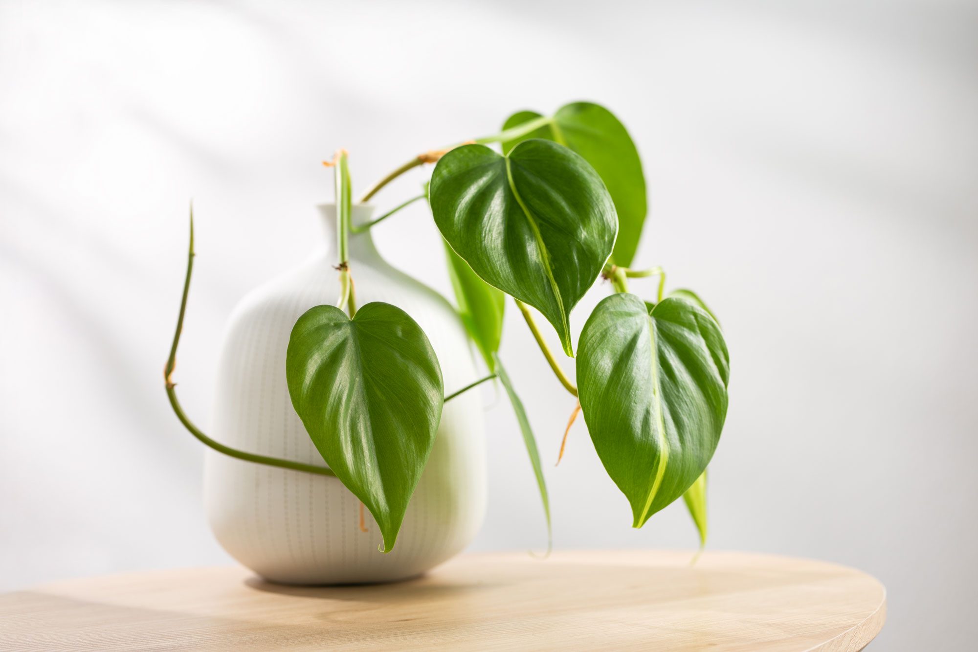 A white vase holds a trailing green plant with heart-shaped leaves, sitting on a light wooden surface against a soft, neutral background.