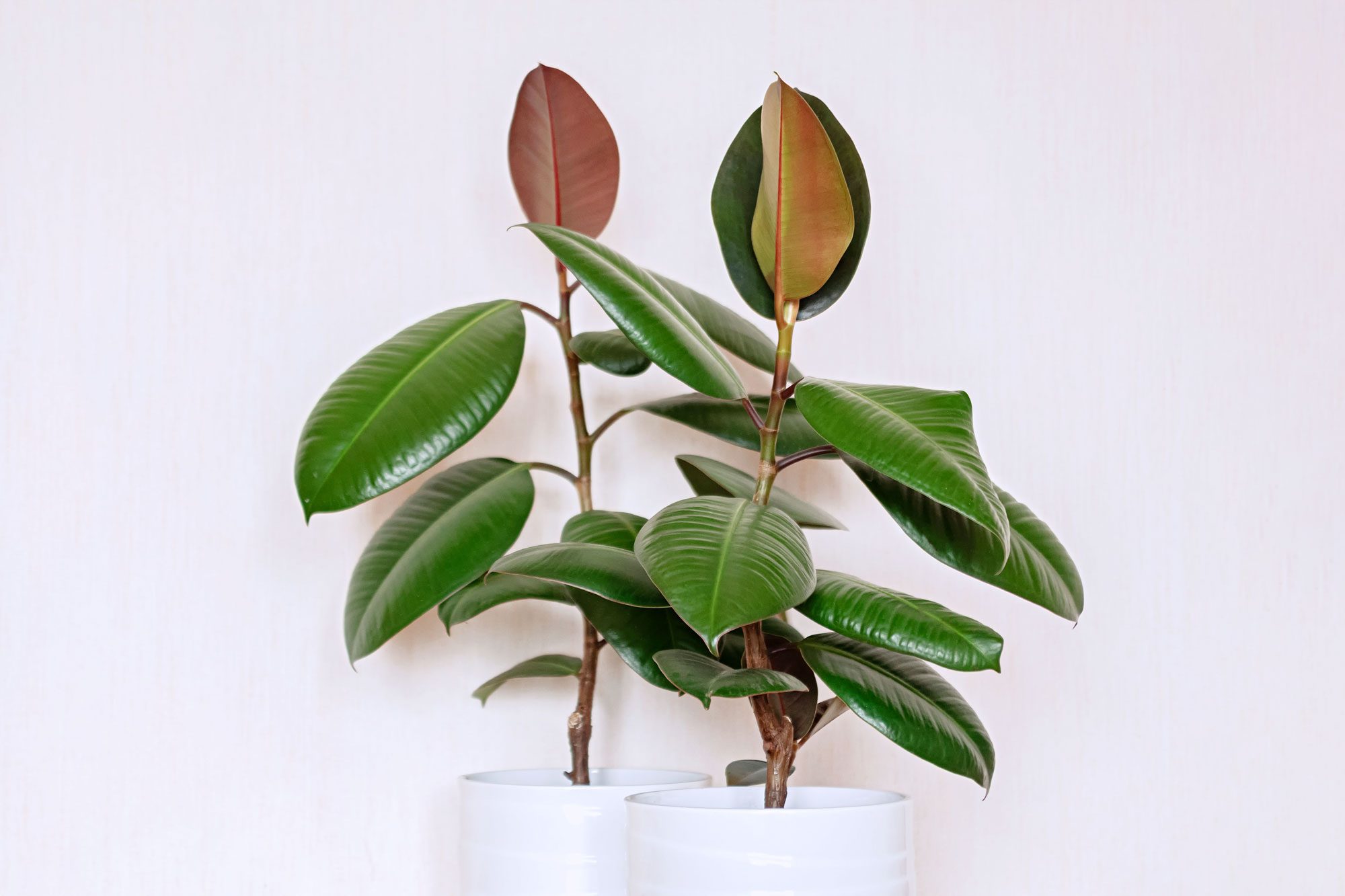 Rubber plants grow in white pots, displaying broad green leaves and new reddish-brown growth, set against a plain light-colored wall.
