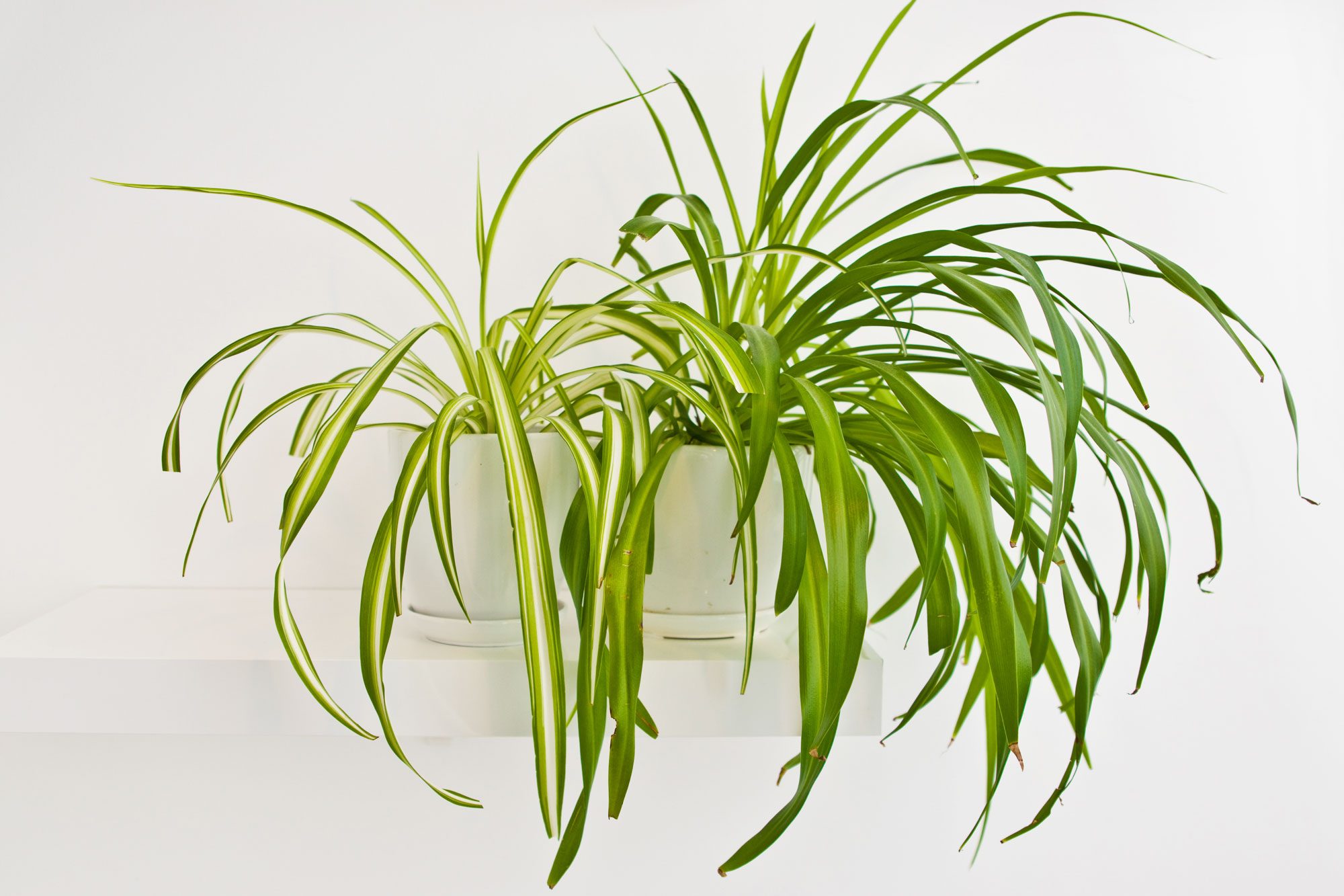 Spider plants with long, arching leaves sit in white pots on a simple shelf against a plain white background.