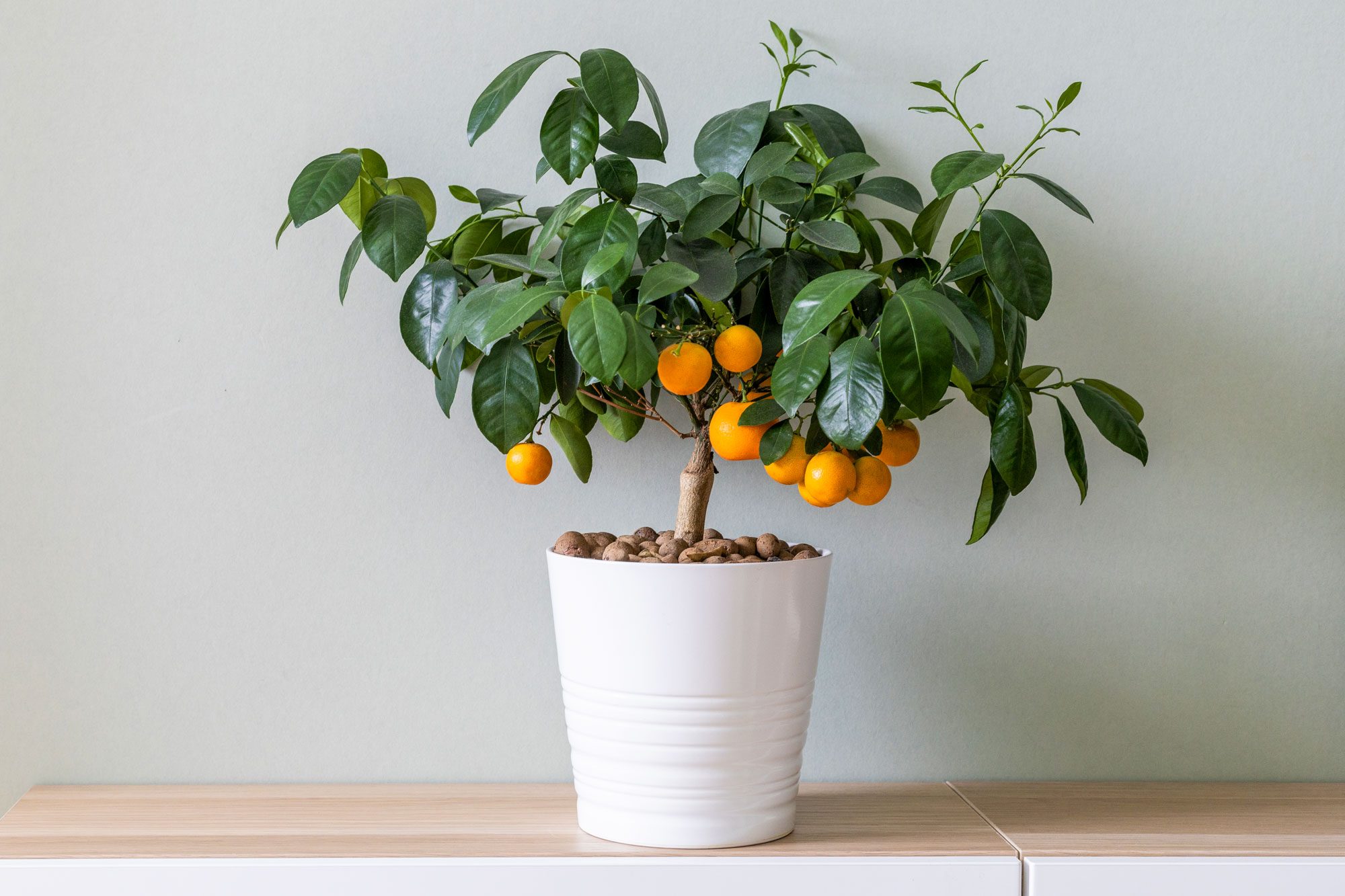 Potted citrus tree displays ripe orange fruits, set atop a wooden cabinet against a light-colored wall background.