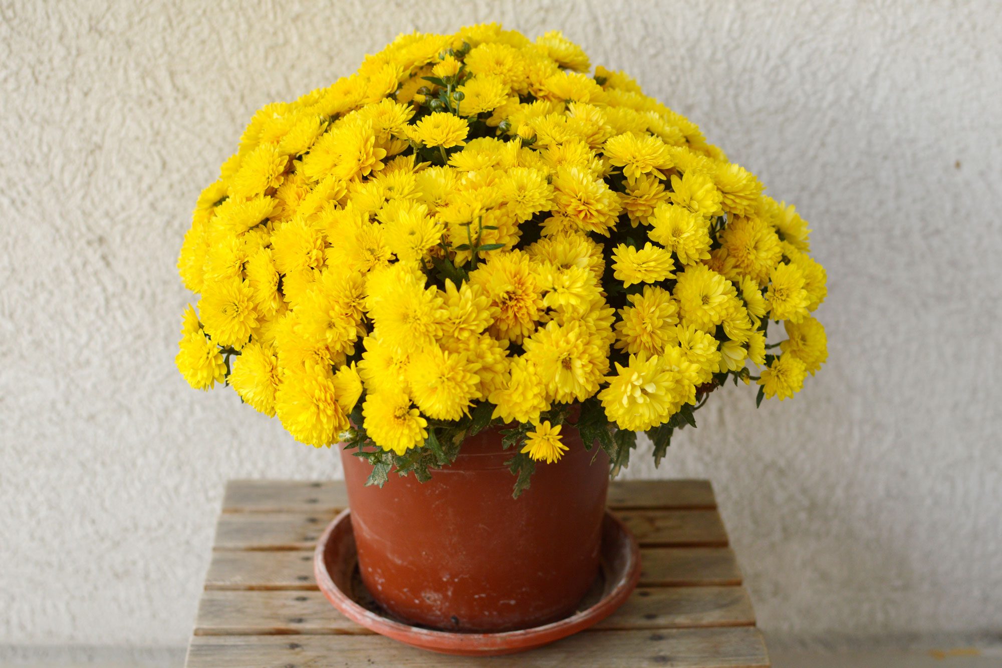 Bright yellow flowers bloom in a brown pot on a wooden table, against a textured white wall.
