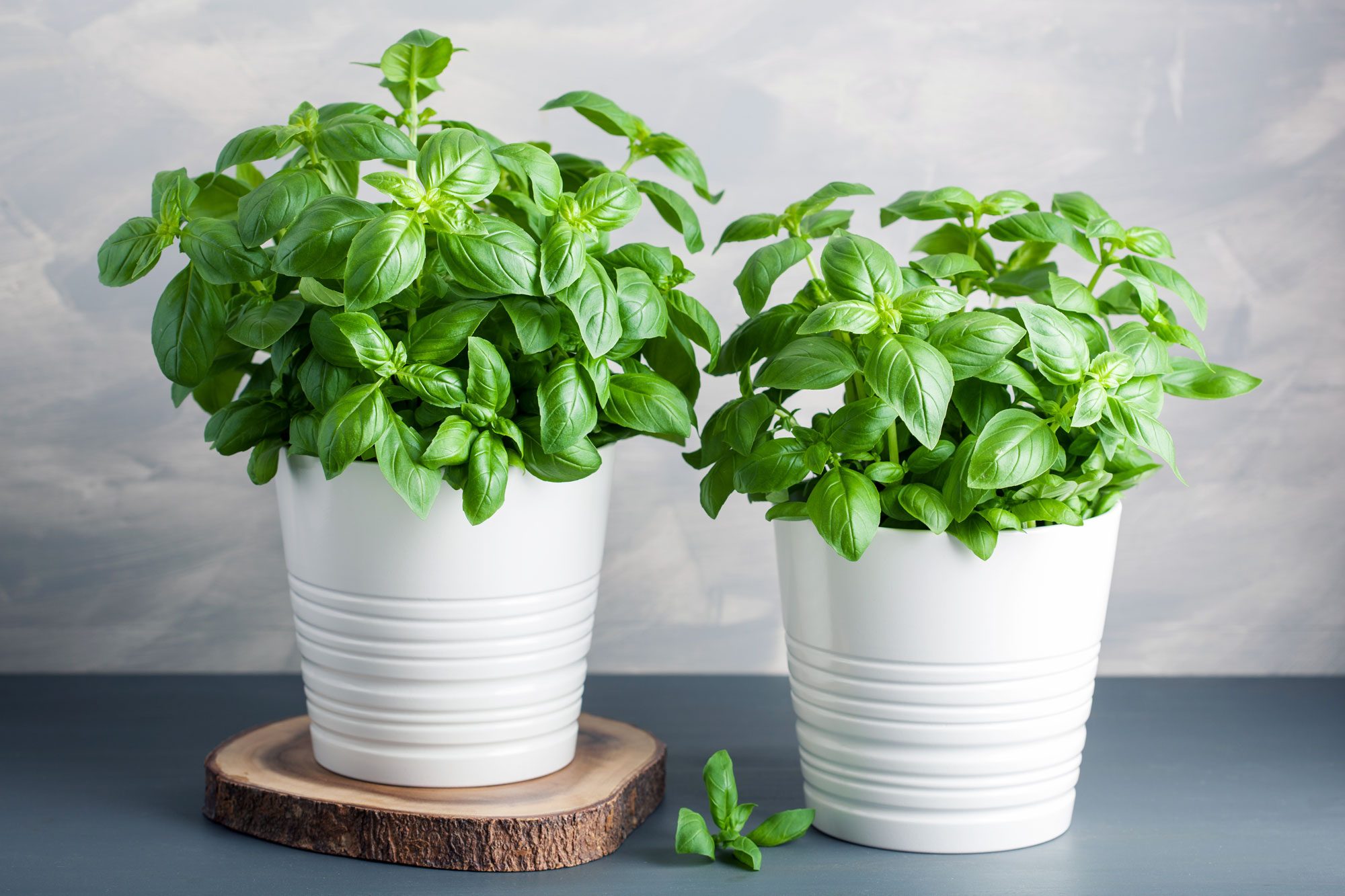 Two basil plants sit in white pots on a wooden slab, with a gray background.