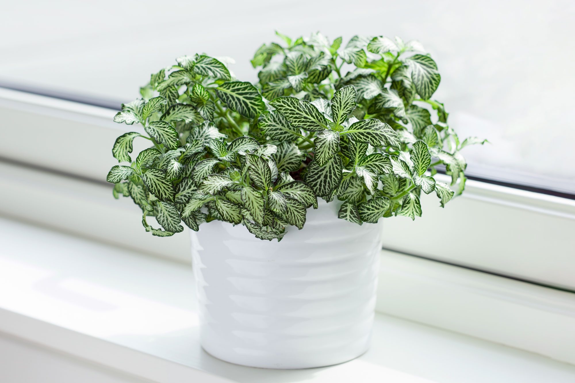 Potted plant with green leaves featuring white patterns sits on a sunlit windowsill.