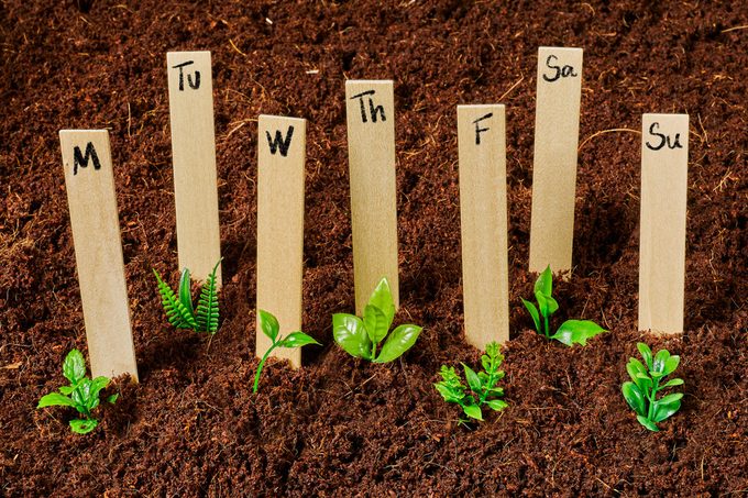 different plants growing under each day of the week garden marker