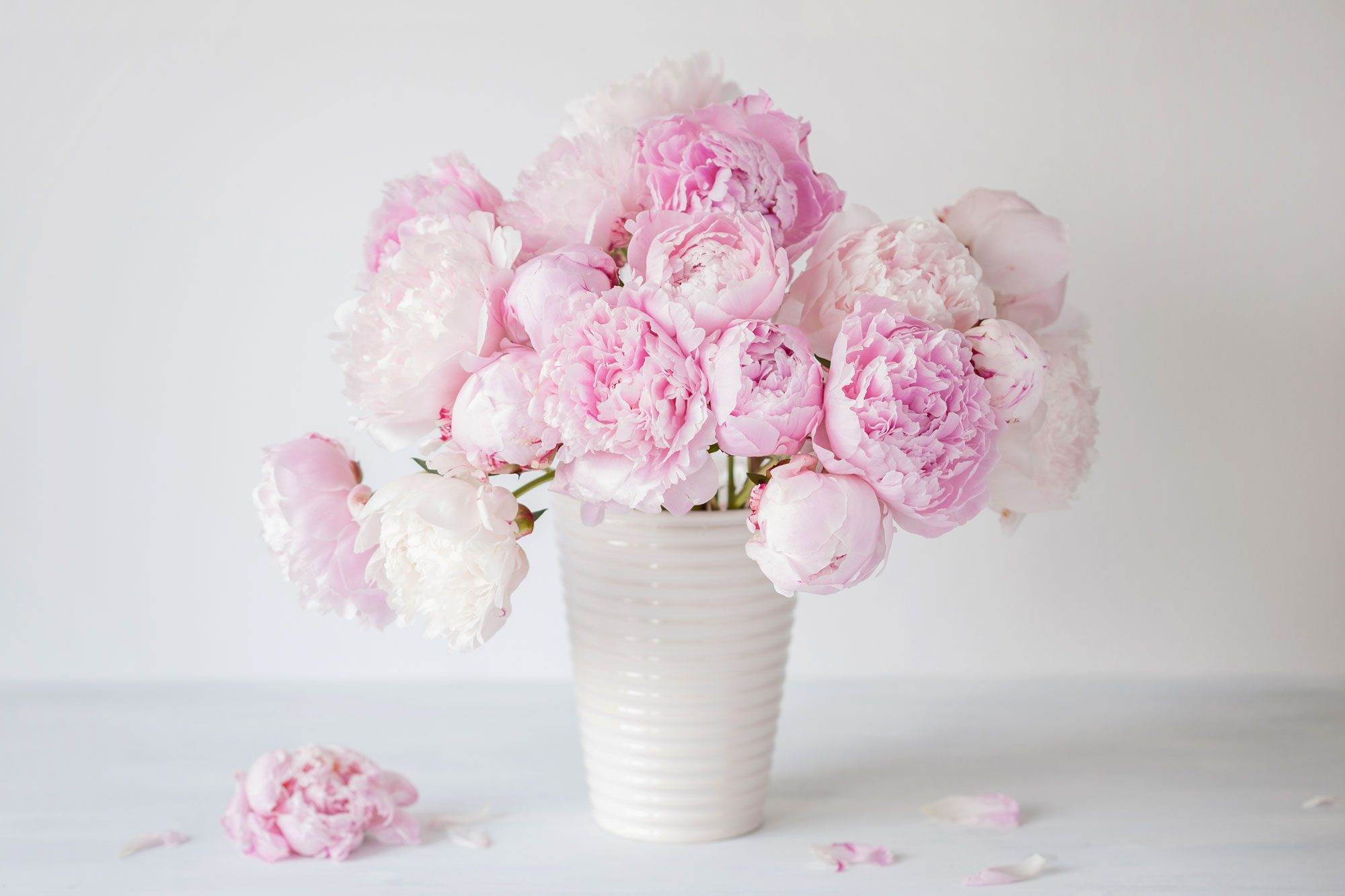 Pink peonies bloom vibrantly, arranged in a ribbed white vase, placed on a light-colored surface with a minimalistic background.