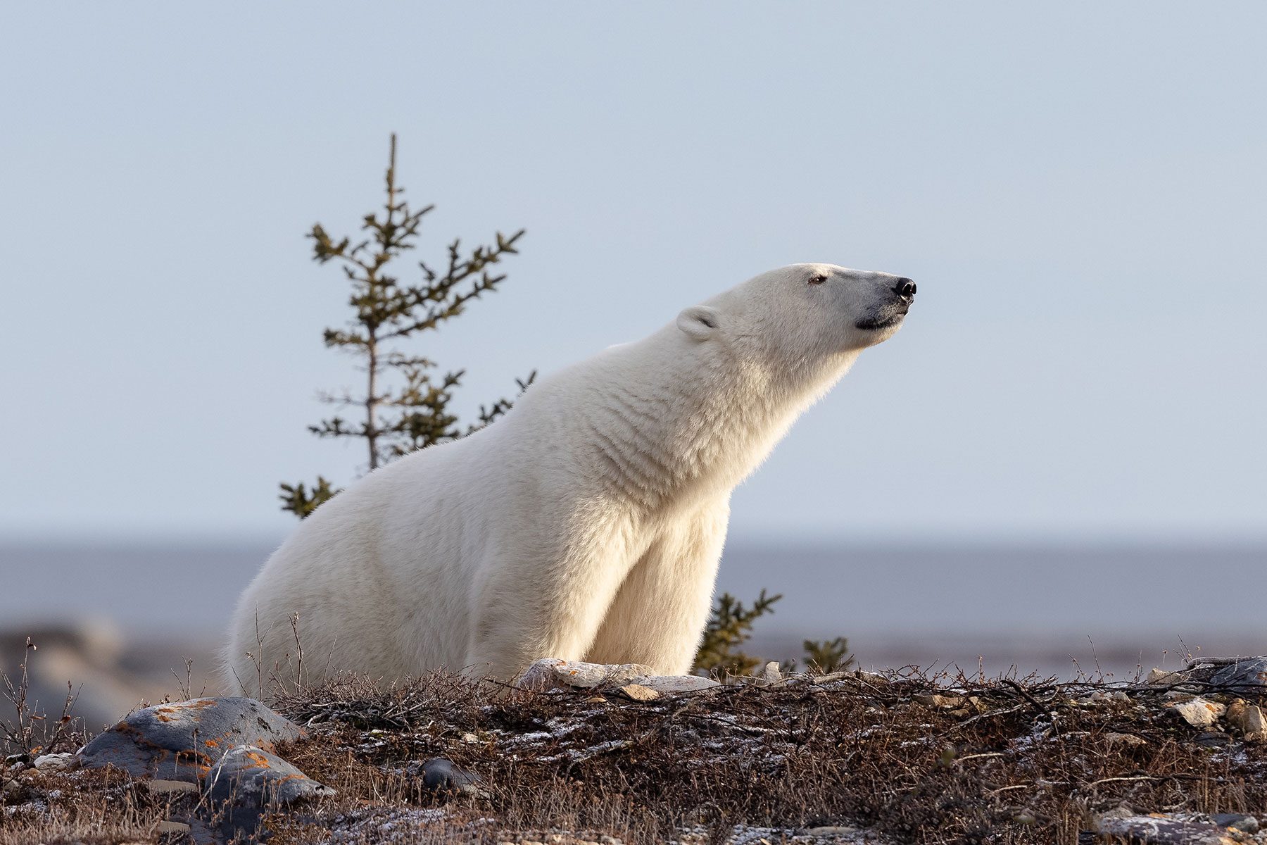 Polar bear stands on rocky terrain, surrounded by sparse vegetation and a single tree, under a clear sky.