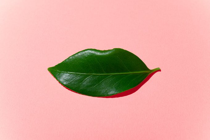 leaf in the shape of a mouth